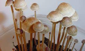 Start your adventure by trying the psilocybecubensis that the best online mushroom stores have