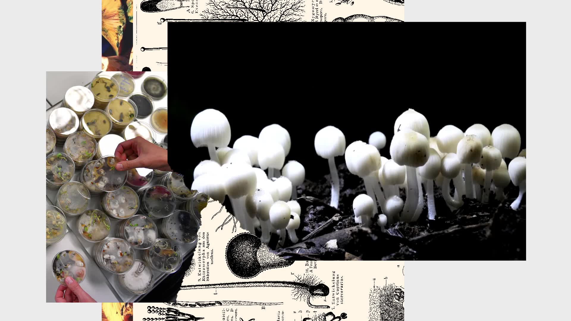 The various benefits of online buying of magic mushrooms