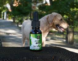 Benefits of Using CBD Oil for Dogs
